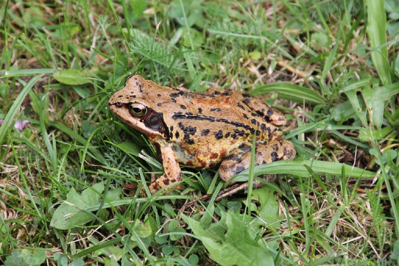 Fewo Im Naturschutzgebiet Hiddenhausen ภายนอก รูปภาพ