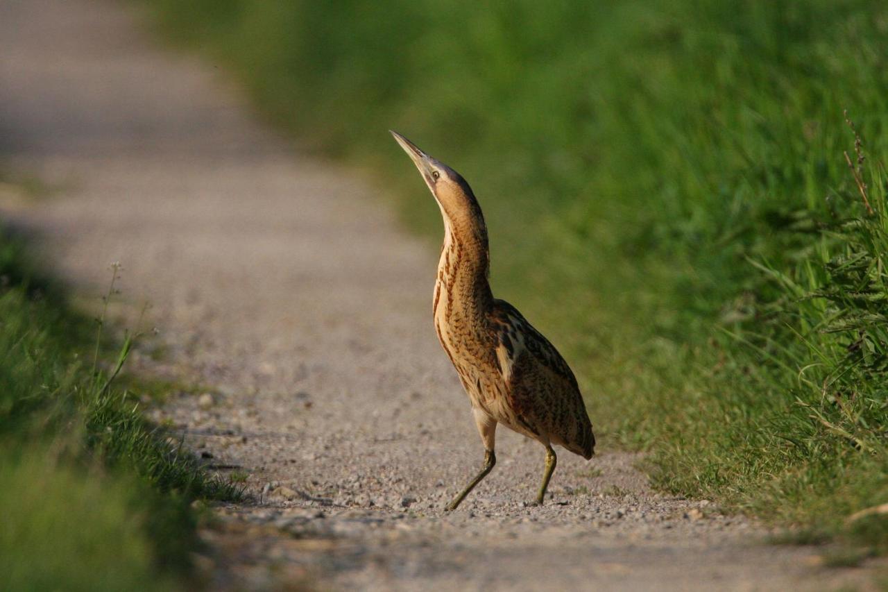 Fewo Im Naturschutzgebiet Hiddenhausen ภายนอก รูปภาพ