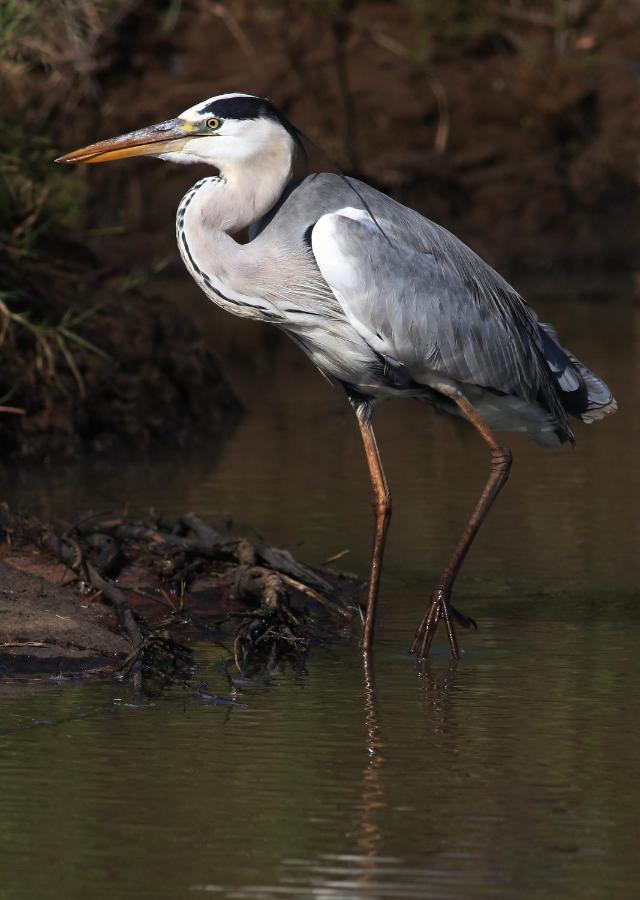 Fewo Im Naturschutzgebiet Hiddenhausen ภายนอก รูปภาพ