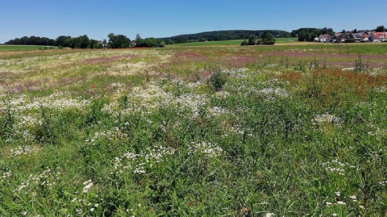 Fewo Im Naturschutzgebiet Hiddenhausen ภายนอก รูปภาพ